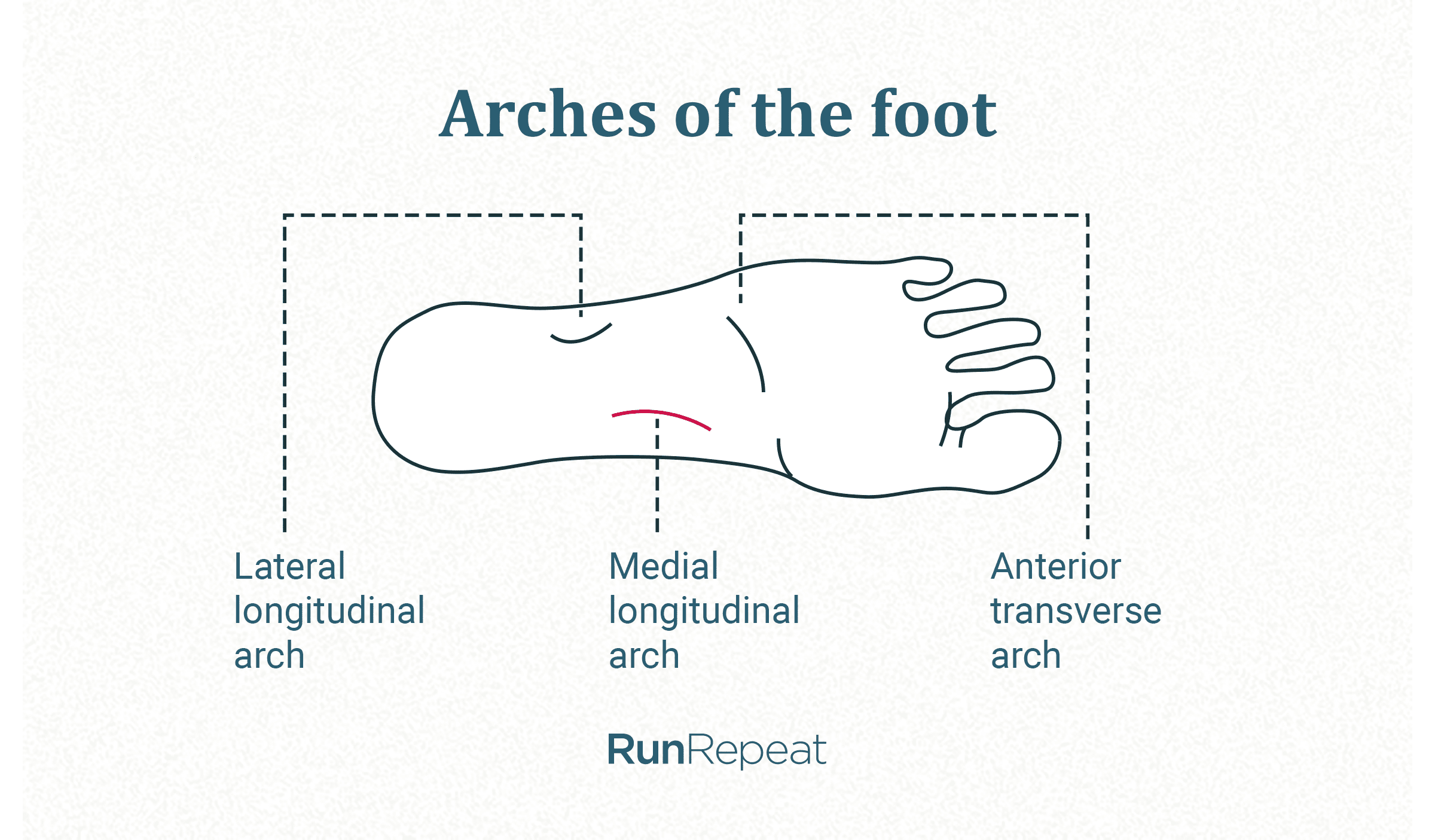 Medial longitudinal arch 