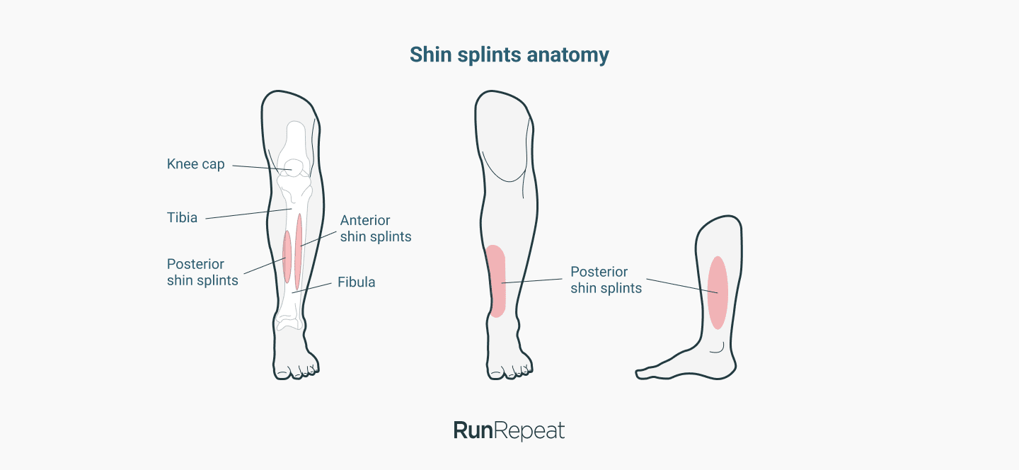 shin-splints-anatomy-runrepeat.png