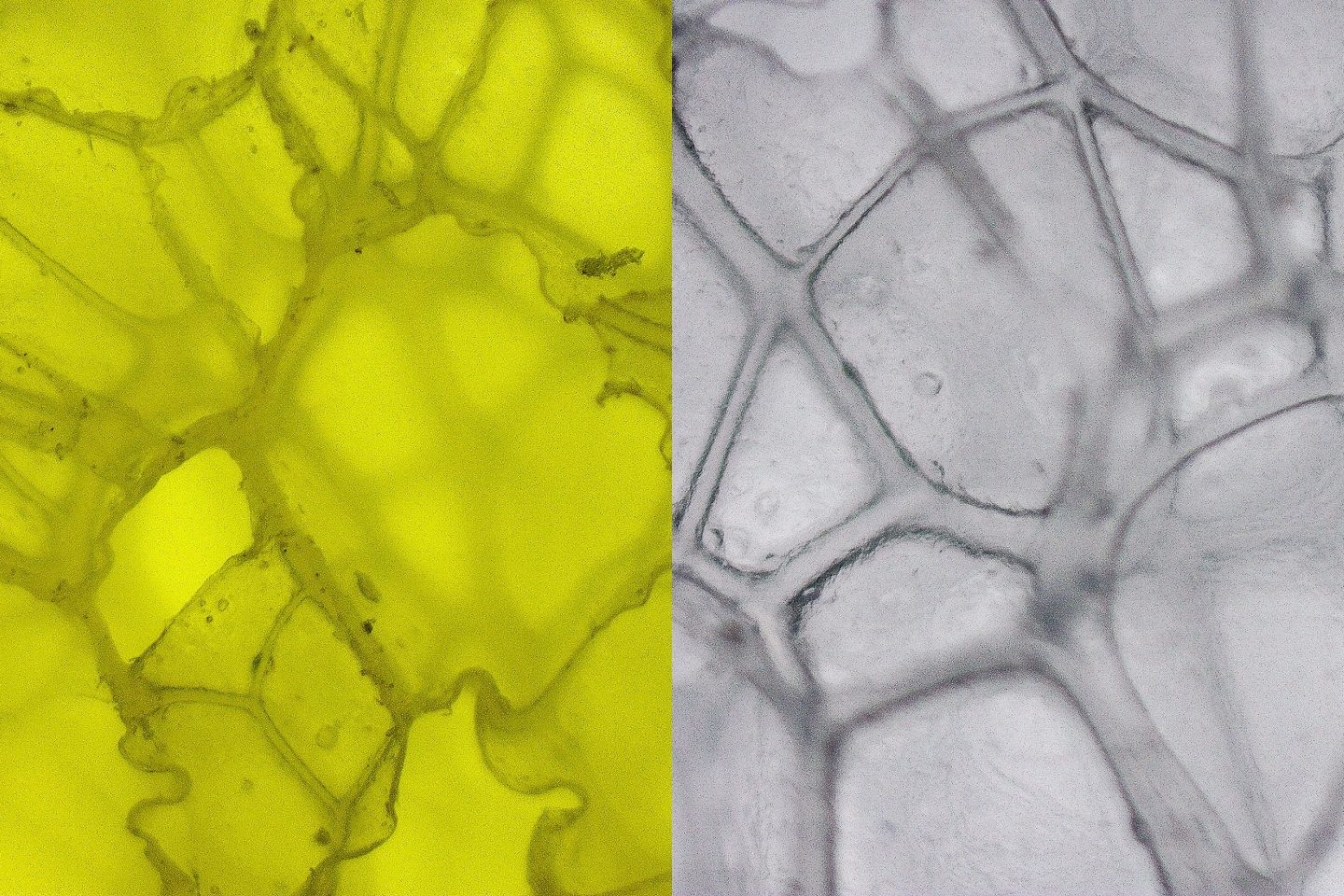 foams under the microscope in runrepeat lab