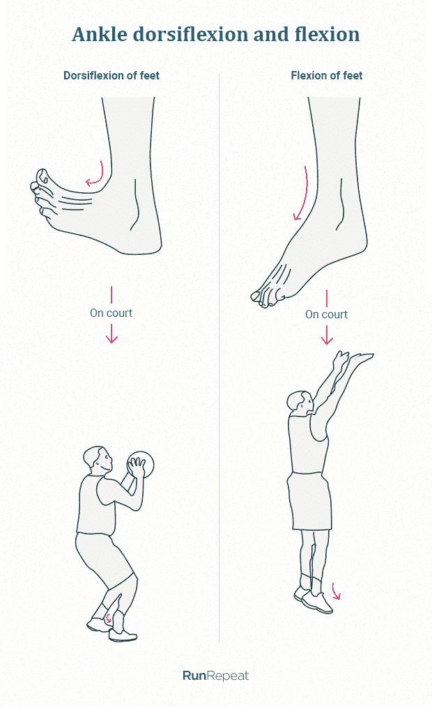 ankle dorsiflexion vs flexion in basketball.png