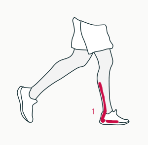 Lower leg muscles impacted by a heel drop