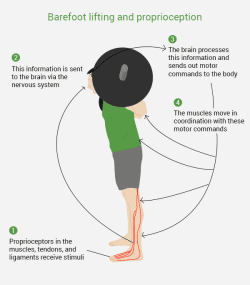 La guía completa basada en la ciencia sobre las zapatillas para gimnasio: Barefoot y más allá