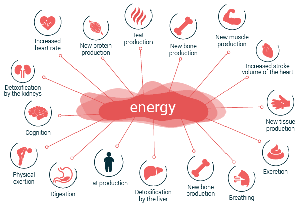 possibilities for energy expenditure