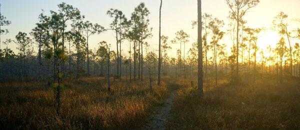 Big-Cypress