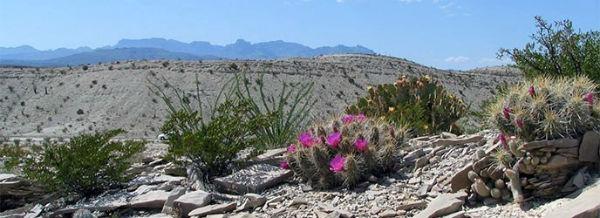 Chihuahuan-Desert-Nature-Center