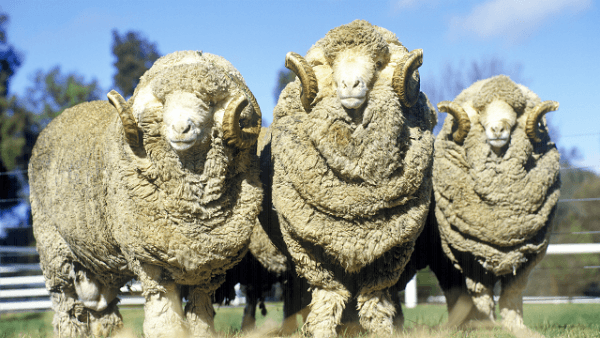 Merino Sheep