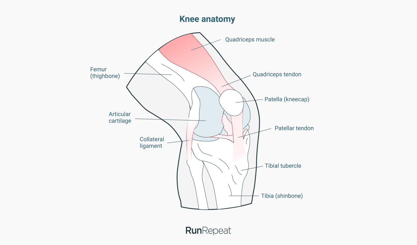 knee pain heel drop runrepeat