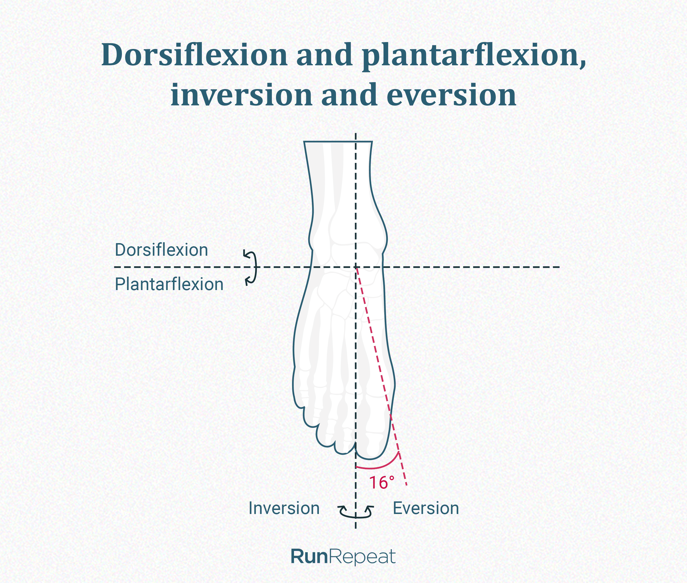 Dorsiflexion, plantarflexion, inversion, eversion