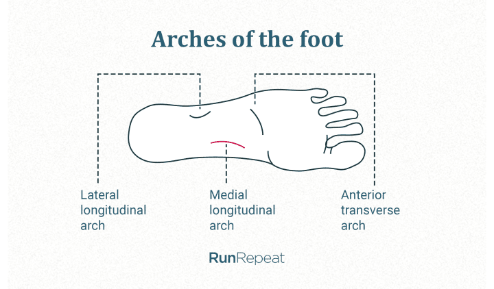 Transverse sale arch support