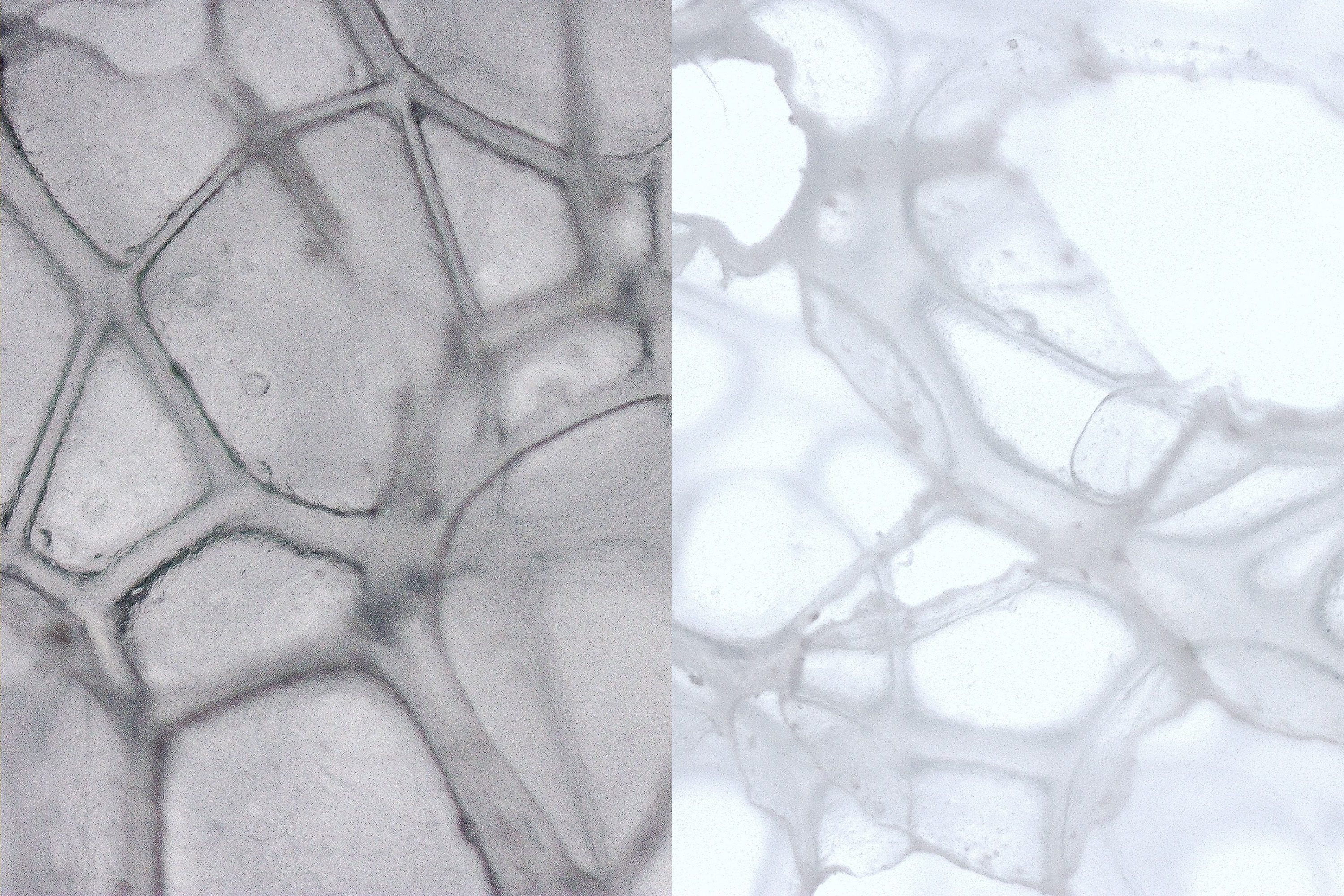 metodología 1.8 estructura celular de la espuma al microscopio.jpg