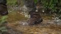 Lowa Too warm for summer hikes water walking