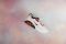 Air Max 200 top shot