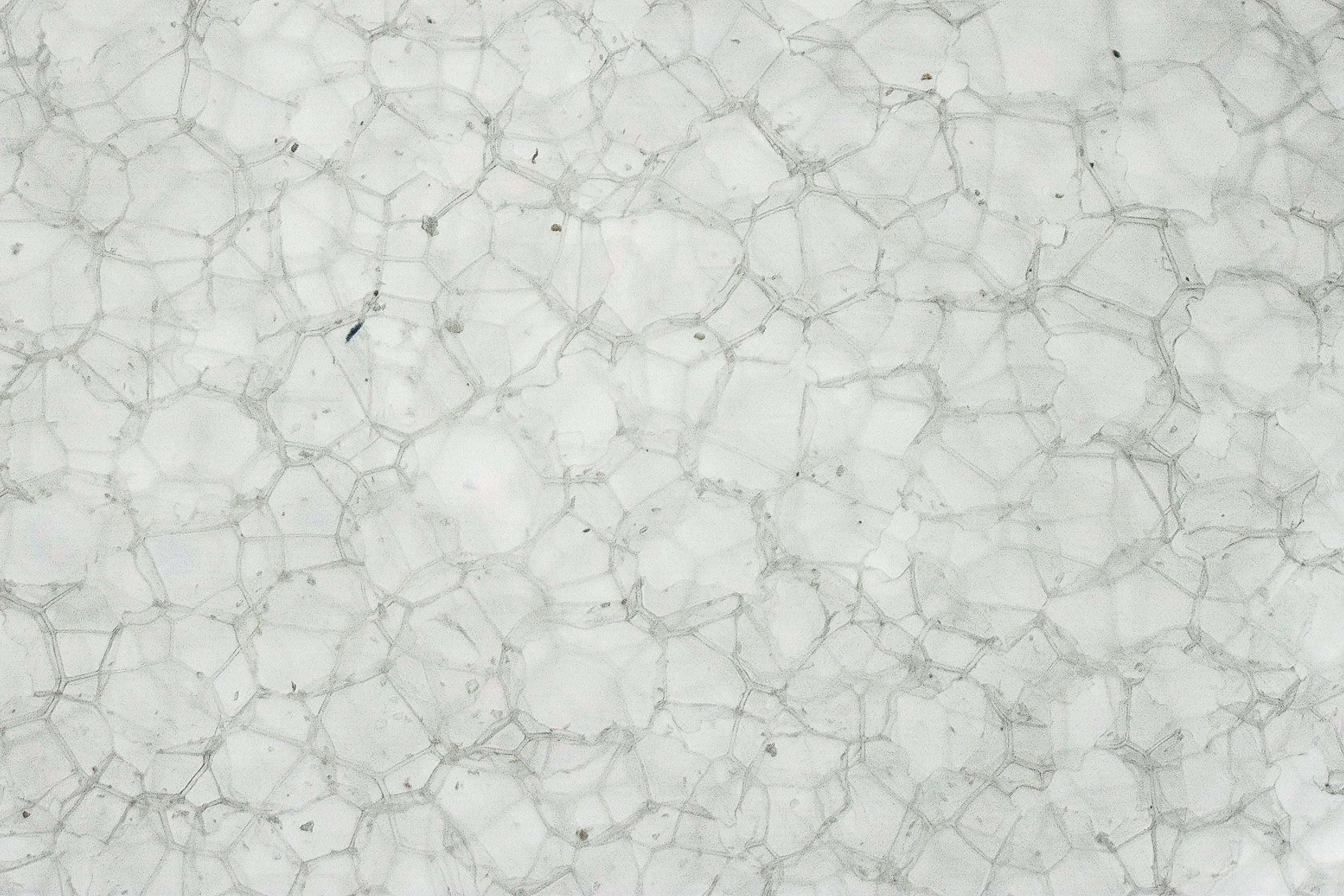 Adidas Adizero Adios Pro Evo 3 foam microscope