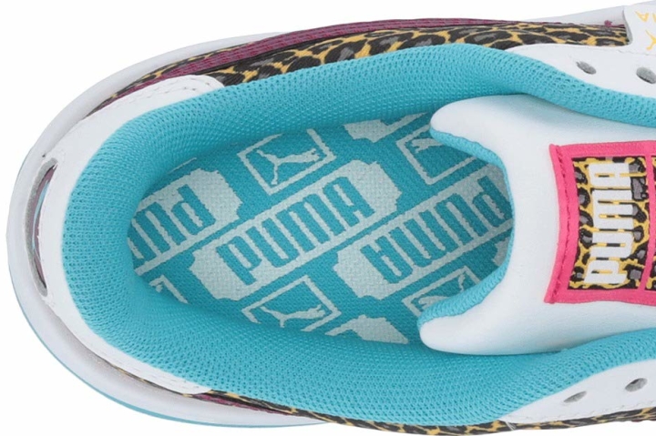 puma cali animal